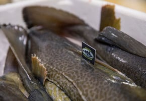 Skrei