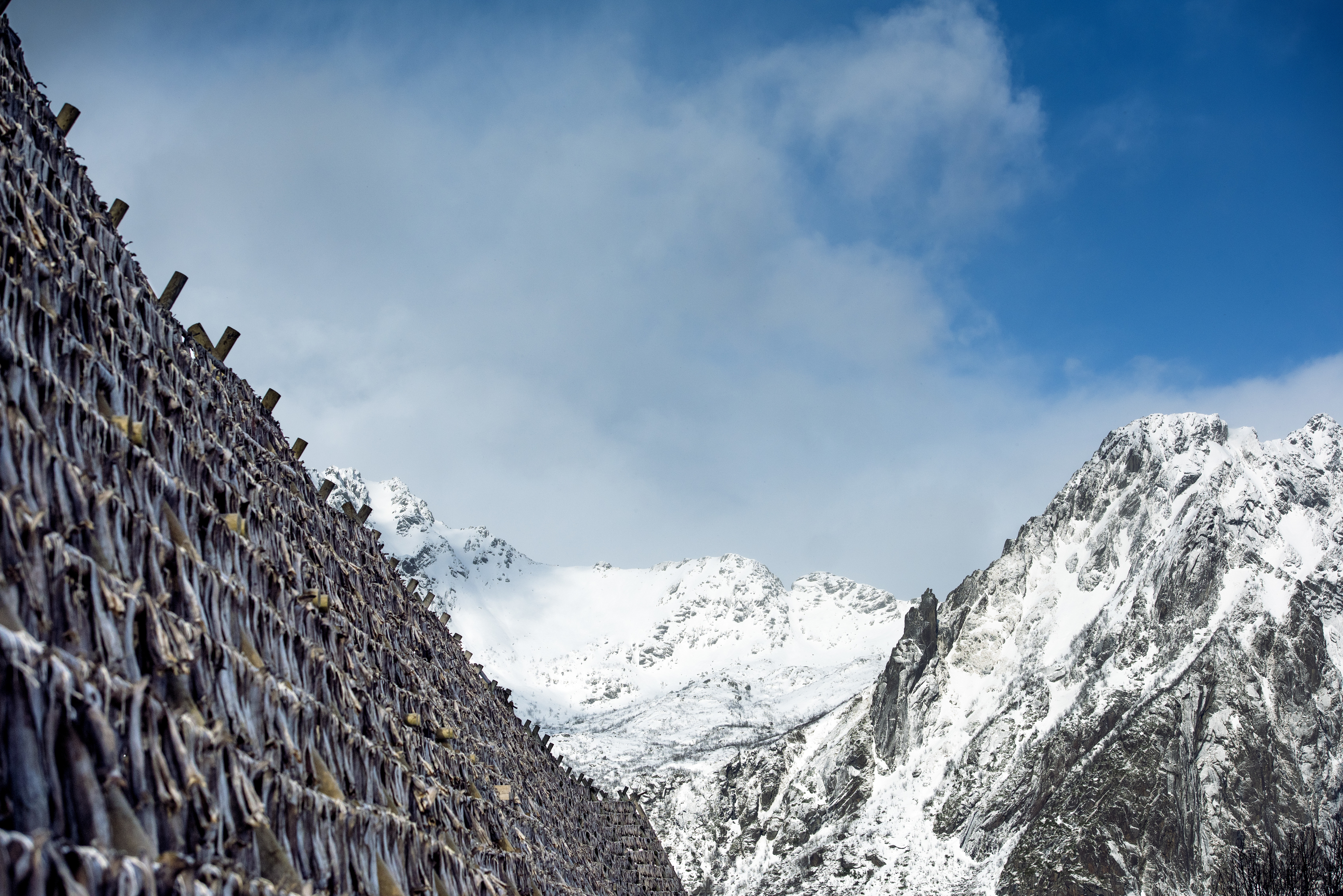 Fish in landscape in snow