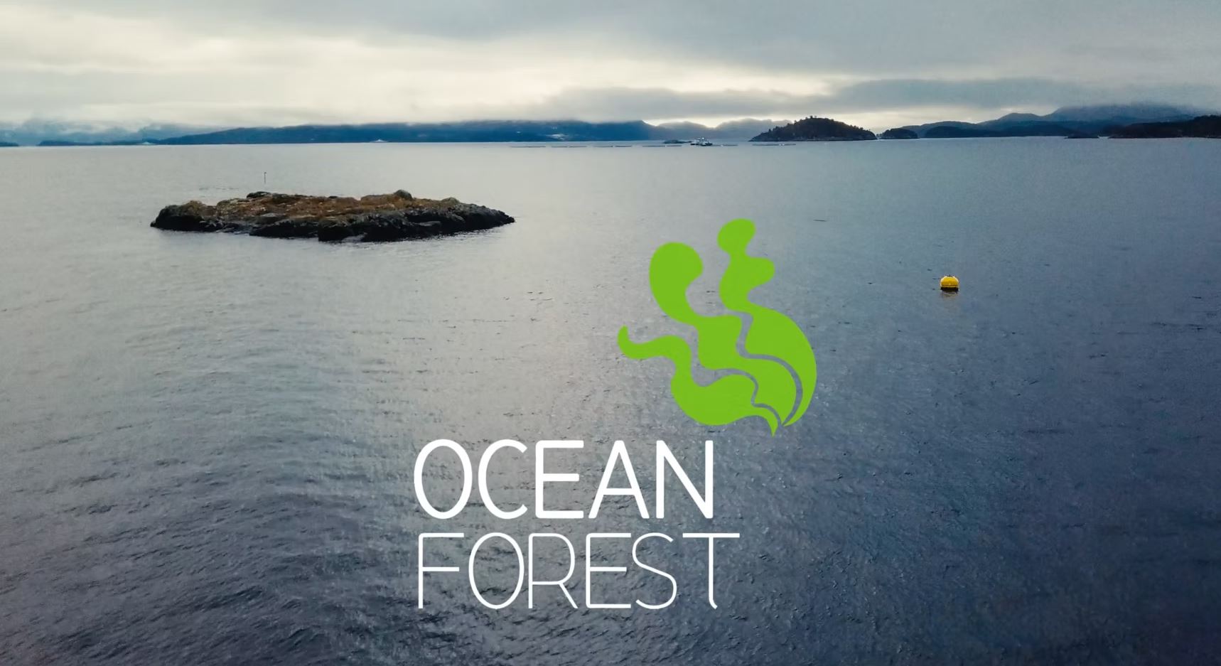 Seaweed in the ocean